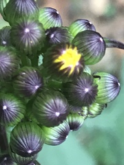 Packera coahuilensis