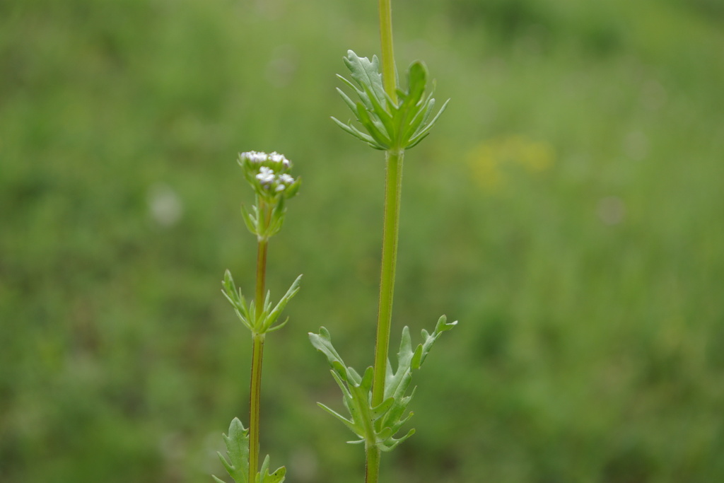 Valerianella uncinata
