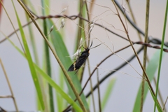 Aclytia