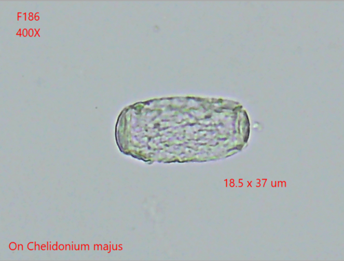 Erysiphe macleayae