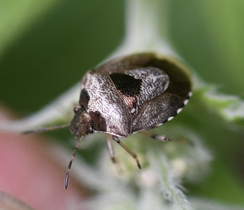Woundwort Shield Bug, photo 3 of 10