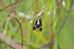 Aclytia