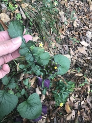 Packera coahuilensis