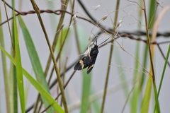 Aclytia
