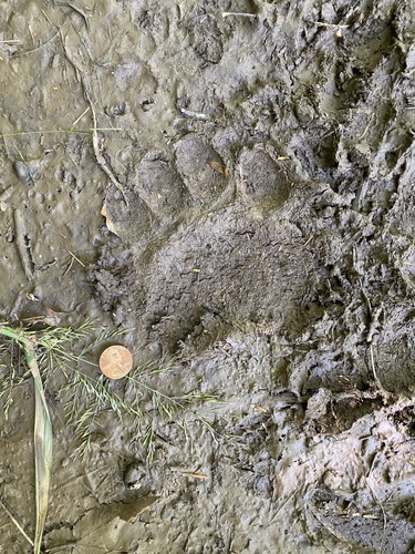 Black Bear Tracks – NatureTracking