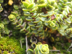 Veronica buchananii
