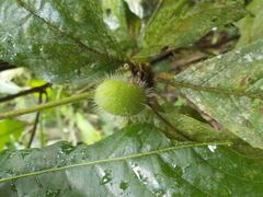 Cordia nodosa