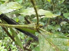 Cordia nodosa