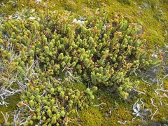 Veronica buchananii