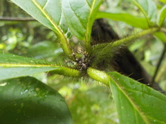 Cordia nodosa