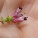 Erica placentiflora - Photo (c) lennartn, μερικά δικαιώματα διατηρούνται (CC BY-NC), uploaded by lennartn