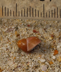 Cantharidus dilatatus