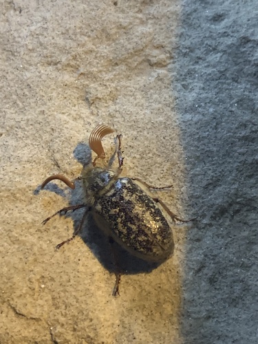 Polyphylla multimaculata