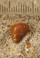 Cantharidus dilatatus