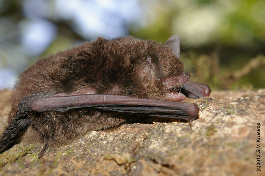 Phan Luong's Myotis