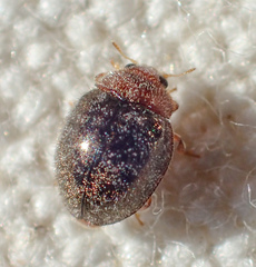 Rhyzobius lophanthae