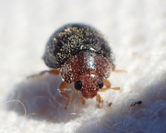 Rhyzobius lophanthae