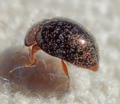 Rhyzobius lophanthae