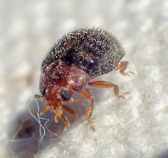 Rhyzobius lophanthae