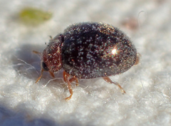 Rhyzobius lophanthae