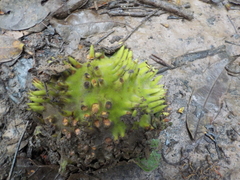 Naucleopsis pseudonaga