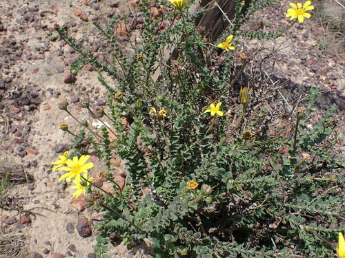 Image of Osteospermum imbricatum by (c) Ren Hoekstra, some rights reserved (CC BY)