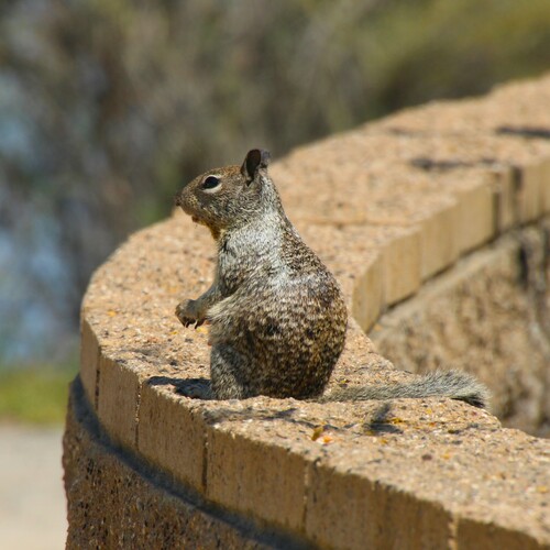iNaturalist observation photo of California Ground Squirrel