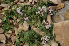 Valeriana daghestanica