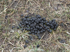 Cervus elaphus