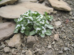 Pseudobetckea caucasica
