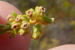 Erica serrata
