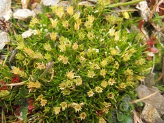 Colobanthus apetalus