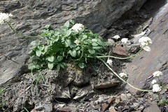 Valeriana cardamines