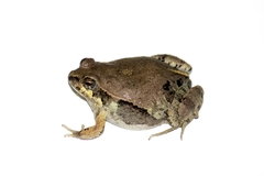 Physalaemus albifrons