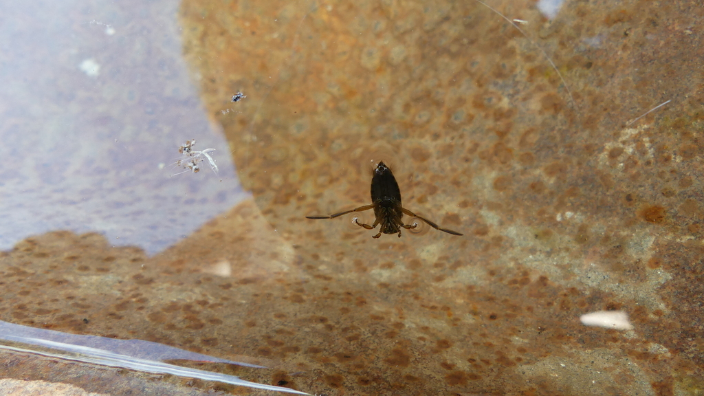 Milky Backswimmers From Tournai, Belgique On July 28, 2023 At 05:38 Pm 