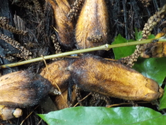 Astrocaryum murumuru