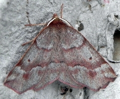 Metarranthis duaria