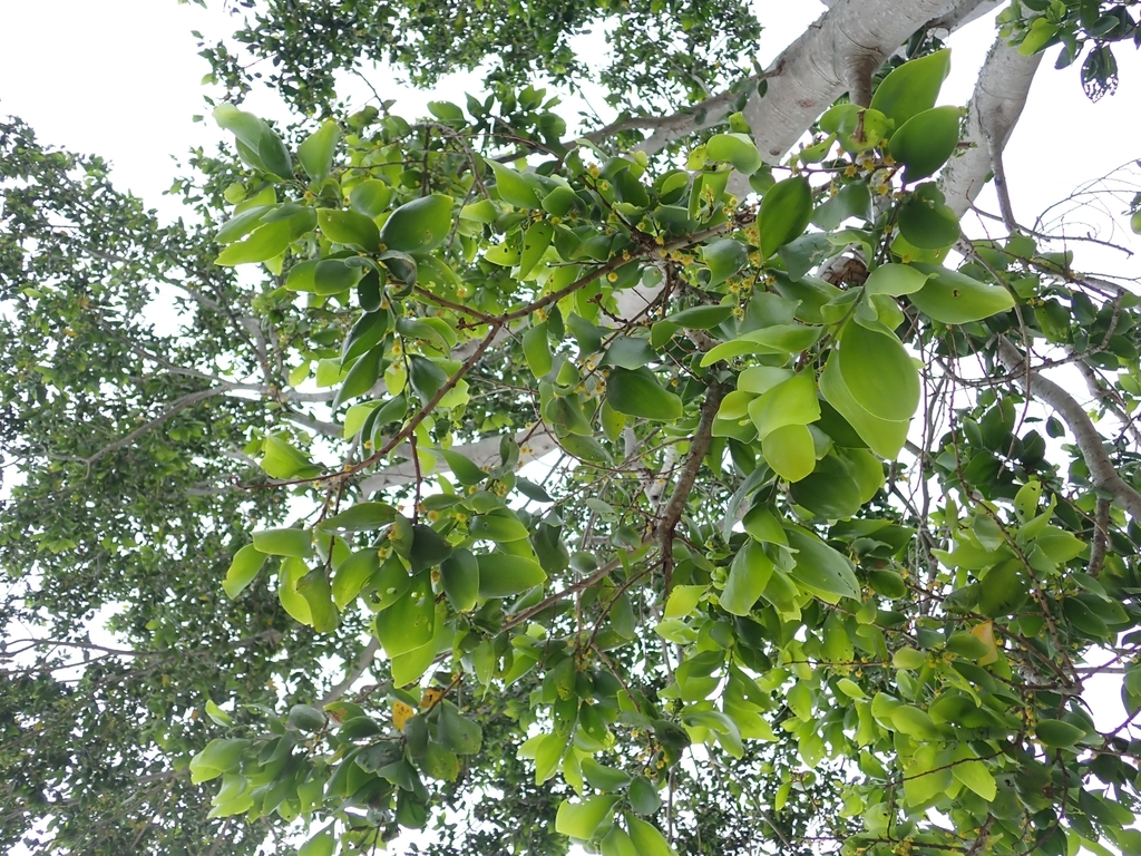 Acacia simplex from Erakor Village Efate, 68F8+WJ6, Port Vila, Vanuatu ...