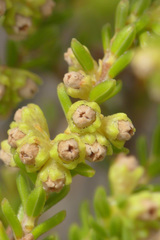 Erica serrata