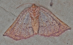 Metarranthis duaria