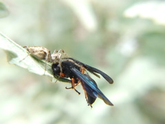 Hypodynerus