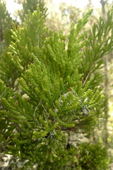 Halocarpus biformis