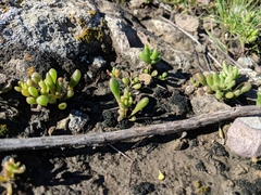 Dudleya blochmaniae blochmaniae