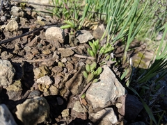 Dudleya blochmaniae blochmaniae