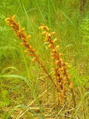 Orobanche bartlingii