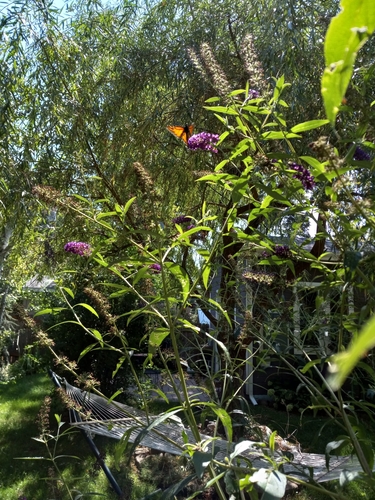 Monarch photographed in Idaho