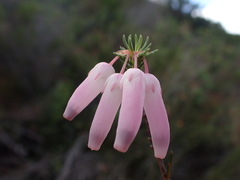 Erica bauera, photograph Ren Hoekstra, CC BY, iNaturalist via GBIF