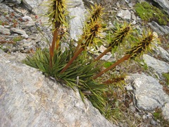 Aciphylla hectori