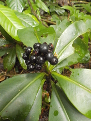 Ardisia nigrovirens