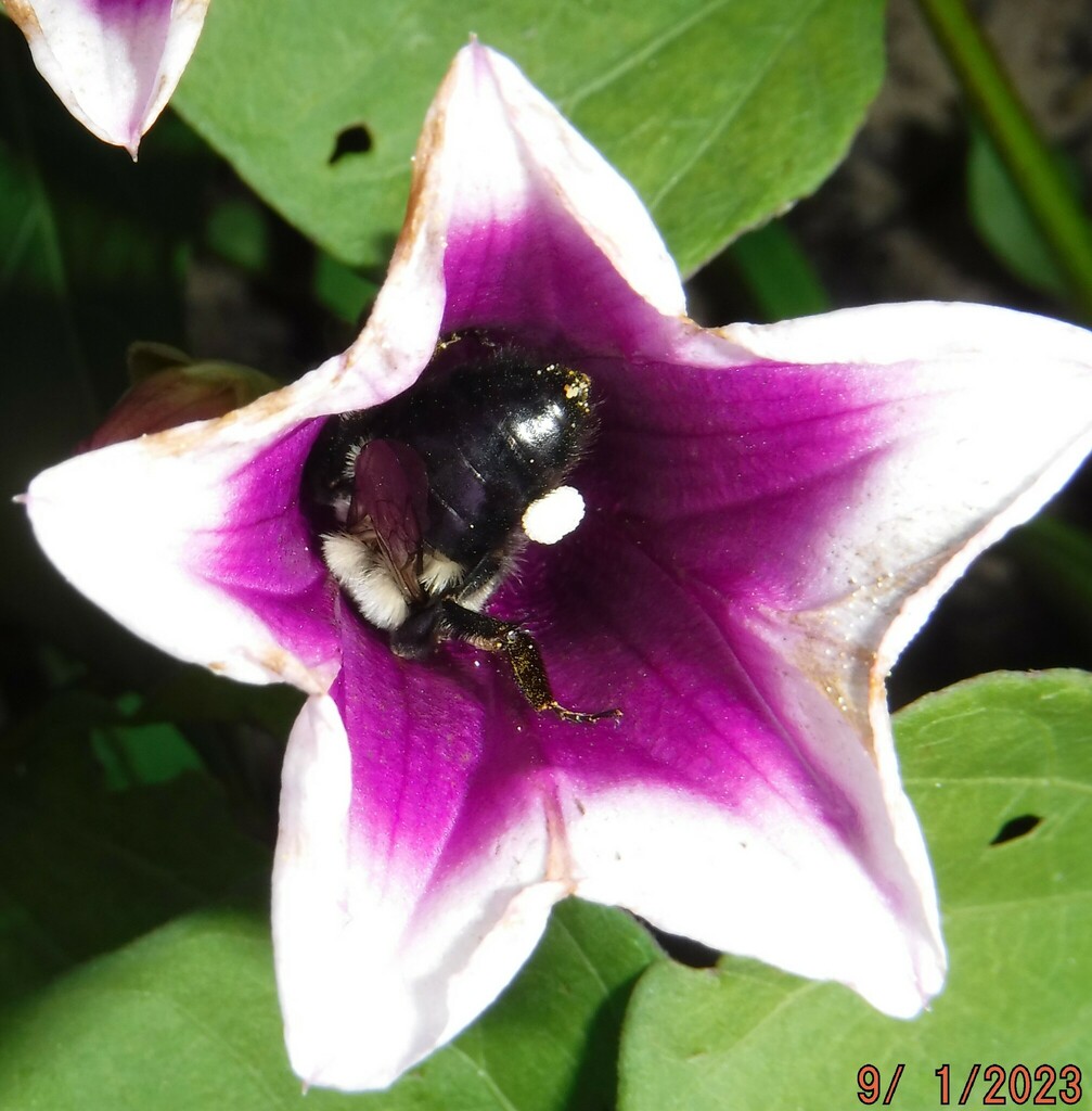 Common Eastern Bumble Bee from Slough Farm, Edgartown, MA, USA on